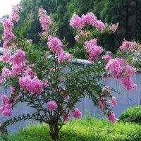 8公分紫薇花，205元裝車，都是精品苗