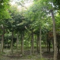 上海供應(yīng)18公分三角楓價(jià)格 三角楓基地