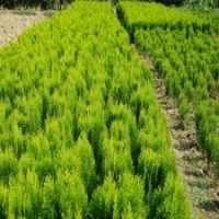 50公分灑金柏小苗的批發(fā)價格