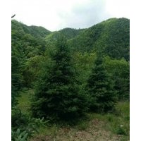 出售云杉