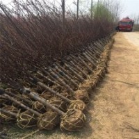 榆葉梅是梅花品種嗎？