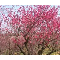 基地5公分紅梅樹(shù)的報(bào)價(jià)