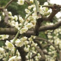 基地7公分綠梅花的價(jià)格是160元，一手貨源