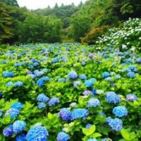 50公分八仙花的批發(fā)價(jià)格，量多優(yōu)惠