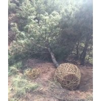 出售山西3米-4米油松，山西油松價格