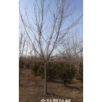 金葉復(fù)葉槭 金葉榆 火炬