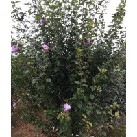 木槿