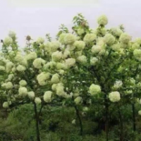 繡球花