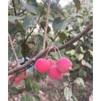 八棱海棠樹