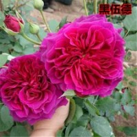 供應月季花苗黑伍德