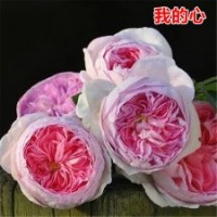 大量供應月季花苗我的心