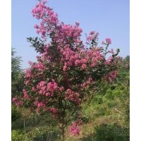 3-6公分百日紅