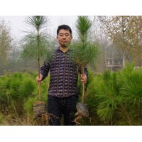 云南50-80公分濕地松苗供應(yīng)-希望苗圃基地直發(fā)