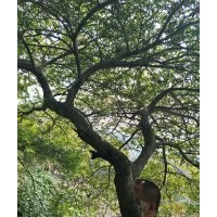 供應(yīng)羽毛楓雞爪槭紅楓海棠紅葉李桂花紅梅櫻花垂絲