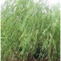 1-15公分柿樹(shù)苗、 1-15公分杏樹(shù)苗、 1-15公分白皮松苗
