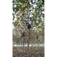 出售12-13兩年帽法桐，3.6米定桿