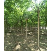 供應國槐6公分8公分10公分15公分20公分