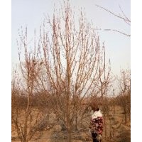 八棱海棠樹基地價(jià)格 八棱海棠樹冬季移植管理