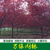 日本紅楓