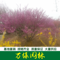 叢生紫荊