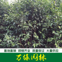 叢生大葉女貞