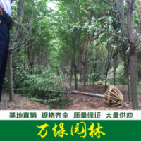 日本早櫻