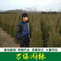 檜柏