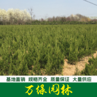 小龍柏