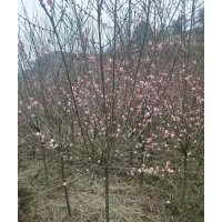 紅梅，茶花，大葉冬青，羅漢松，玉蘭，等