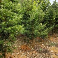地苗羅漢松（8年生頭徑5-8cm ）、菩提榕