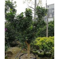 供應(yīng)綠化花木
