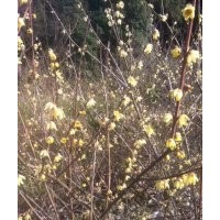 江西省南昌市哪里有臘梅、紅梅花桃海棠櫻花、紅葉李花石榴紅楓賣(mài)
