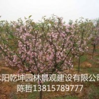供應(yīng)：赤楓、垂絲海棠、赤楓苗