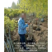 金葉垂榆、叢生金葉榆