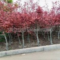 日本紅楓基地大量8公分現(xiàn)貨，低價出售