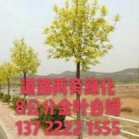 五角楓基地，國(guó)槐價(jià)格，金葉白蠟報(bào)價(jià)，河北紅楓