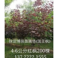 紅楓報價，10公分火炬樹價格，8公分榆樹多少錢