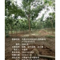供3-10公分，國槐，金葉榆，絲棉木，復(fù)葉槭，欒樹，白蠟
