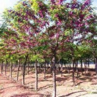 供紅花槐，刺槐，雪松，河南檜，云杉，白皮松