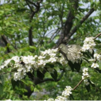 白花樹