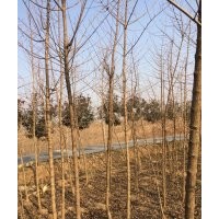 河南東潤處理3-5公分五角楓