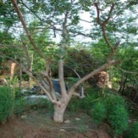 11公分紫薇花，460元裝車，產(chǎn)地直銷