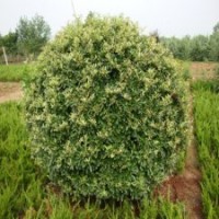50公分火棘苗的批發(fā)價(jià)格