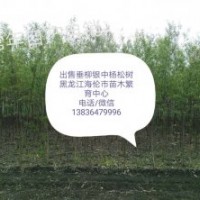 出售綠化苗垂柳銀中楊小X黑苗穗,云杉，樟子松旱快柳