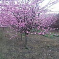 基地2公分榆葉梅小苗的報(bào)價(jià)