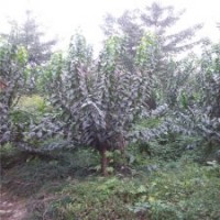 江蘇叢生臘梅基地，樹形優(yōu)美，冠幅飽滿，低價(jià)出售