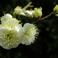 基地9公分綠梅樹的報(bào)價(jià)是380元，保質(zhì)保量