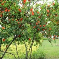 市場(chǎng)上熱銷的花石榴是多大規(guī)格的