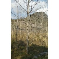 長(zhǎng)期供應(yīng)金桂2到20公分,銀杏樹(shù)3到40公分