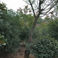供深山含笑無(wú)患子欒樹(shù)沙樸茶梅茶花出售